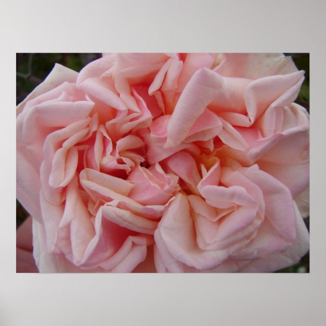 Pink Cabbage Rose Vintage Flowers Floral Poster (Front)