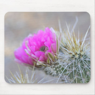 Pink Cactus blooms Mouse Mat