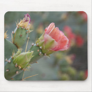 Pink cactus flower beginning to bloom mouse mat