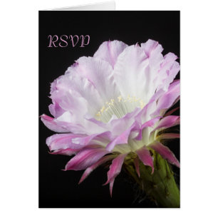 Pink Cactus flower in bloom RSVP