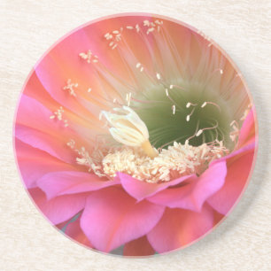 Pink cactus flower in the desert coaster