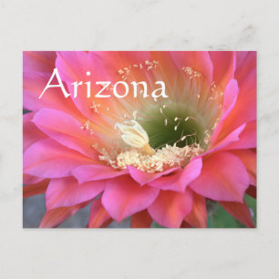 Pink cactus flower in the desert postcard