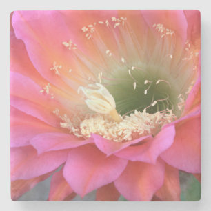 Pink cactus flower in the desert stone coaster