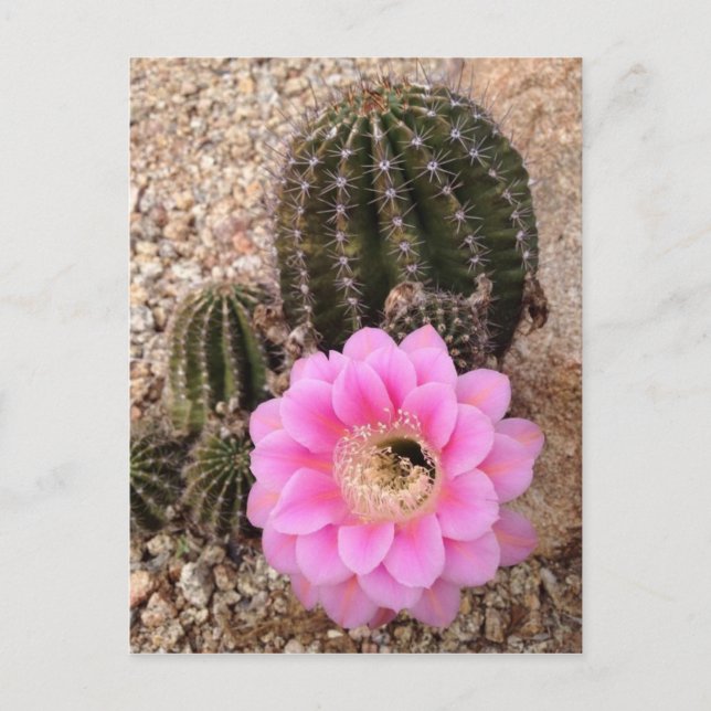 Pink Cactus Flower Postcard (Front)