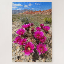 Pink cactus flowers in Red Rock Canyon, NV