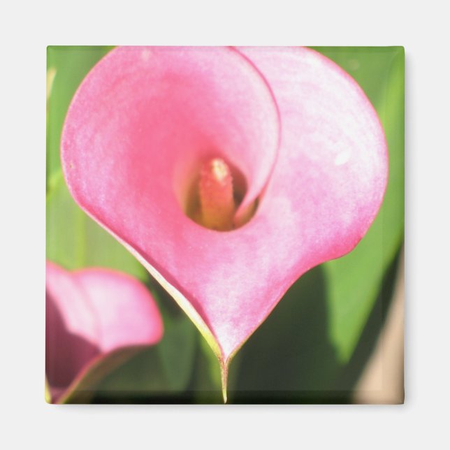 Pink Cala Lily Magnet (Front)