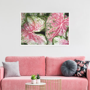 Pink Caladium Leaves Floral Canvas Print