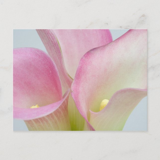 Pink Calla Lilies Postcard (Front)