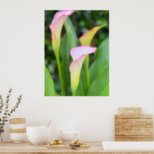 Pink Calla Lillies Photo Home Decor