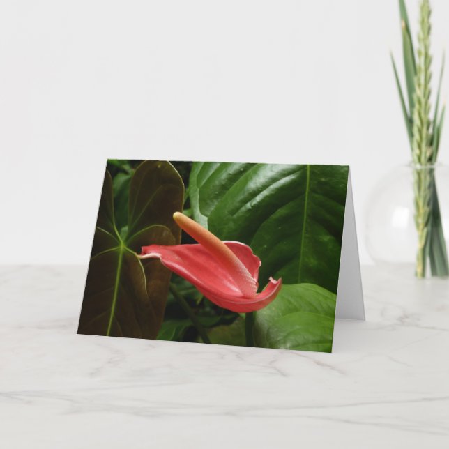 Pink Calla Lily Elegant Floral Card (Front)