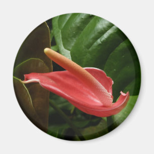 Pink Calla Lily Elegant Floral Magnet