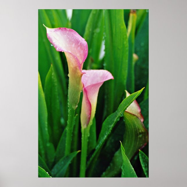 Pink calla lily  flowers poster (Front)