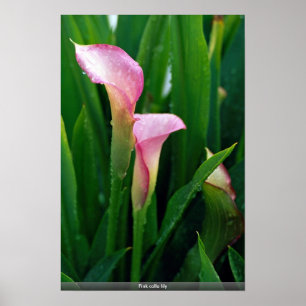 Pink calla lily poster