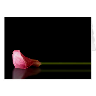 Pink Calla Lily Reflection