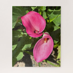 Pink Calla Lily, San Mateo Jigsaw Puzzle