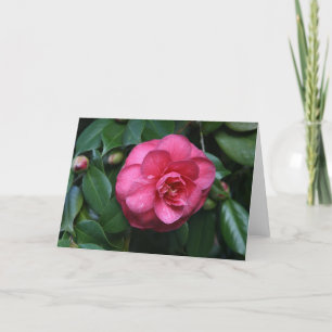 "Pink Camellia # 1" Card