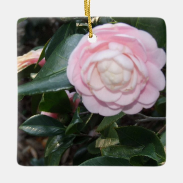 Pink Camellia Ornament (Front)