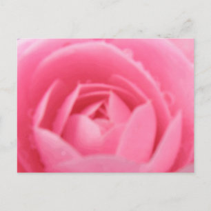 Pink Camellia Postcard