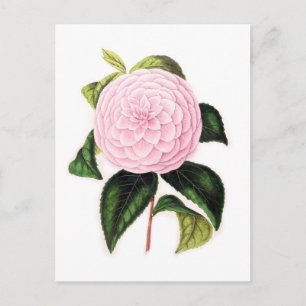 Pink Camellia Postcard
