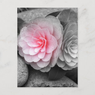 Pink Camellias Photograph Postcard