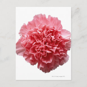 Pink Carnation Close-up Postcard