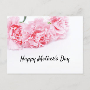 Pink Carnation Flower for Mother's Day Holiday Postcard