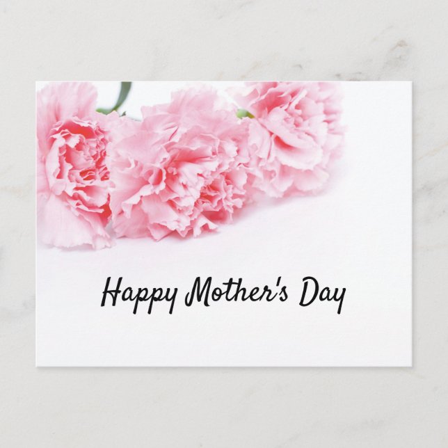 Pink Carnation Flower for Mother's Day Holiday Postcard (Front)