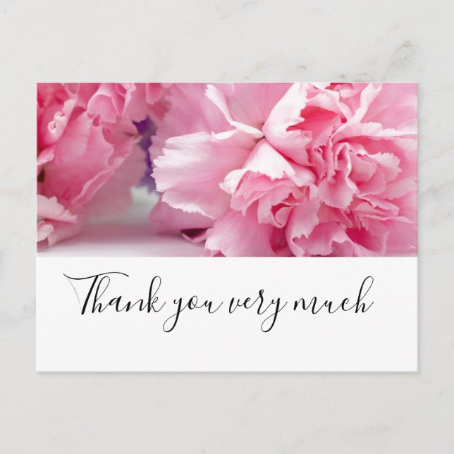 Pink  Carnation  flowers are on white background Postcard (Front)