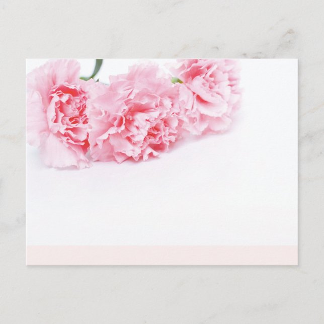 Pink Carnation Flowers on white background Postcard (Front)