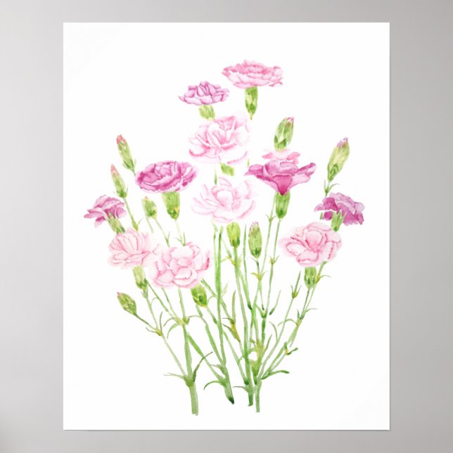 pink carnation flowers  watercolor  poster (Front)