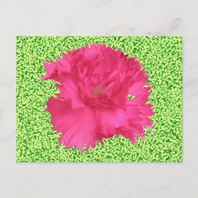 Pink Carnation Postcard (Front)