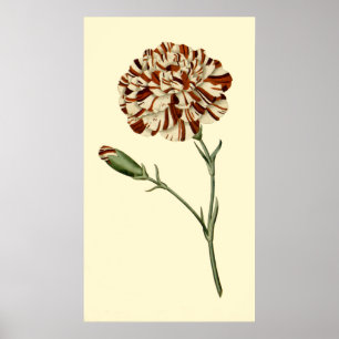Pink Carnation Poster