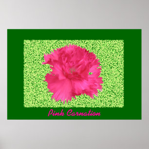 Pink Carnation Print