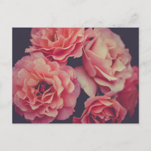 Pink Carnations Flowers Postcard
