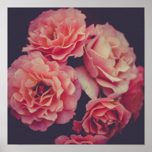 Pink Carnations Flowers Poster
