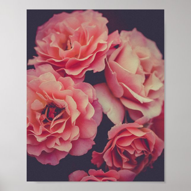 Pink Carnations Flowers Poster (Front)