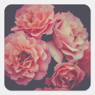 Pink Carnations Flowers Square Sticker
