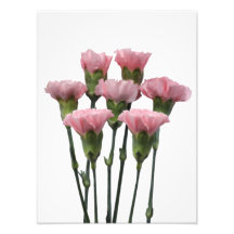 Pink Carnations