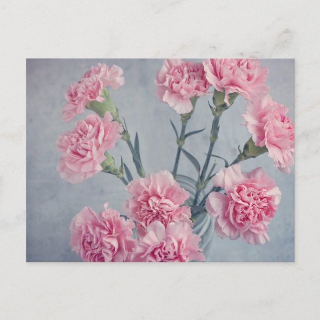 Pink Carnations Postcard (Front)