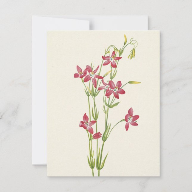 Pink Centaurium by Mary Vaux Walcott Card (Front)