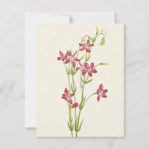 Pink Centaurium by Mary Vaux Walcott Card