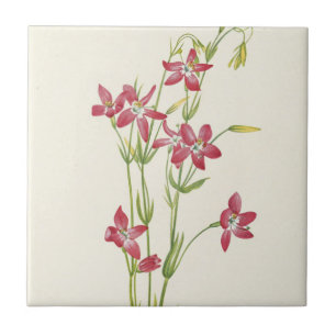  Pink Centaurium by Mary Vaux Walcott Tile