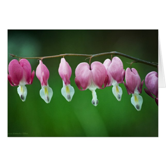 Pink Charms Card (Front Horizontal)