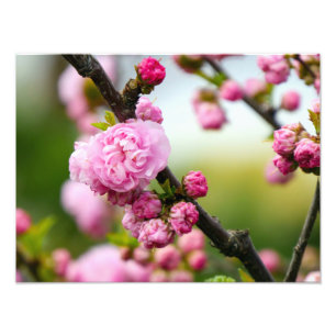 Pink Cherry Blossom Buds Photo Print