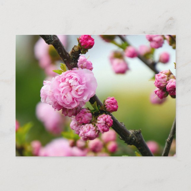 Pink Cherry Blossom Buds Postcard (Front)