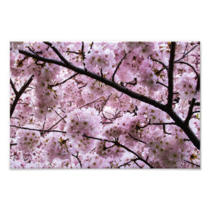 Pink Cherry Blossom Flower Canopy Photo Print