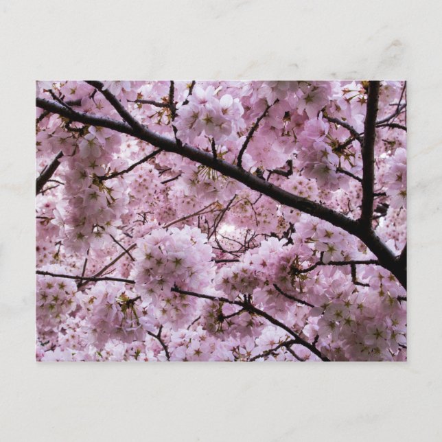 Pink Cherry Blossom Flower Canopy Postcard (Front)