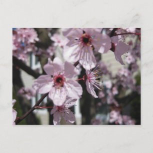 Pink Cherry Blossom Flowering Tree Post Card