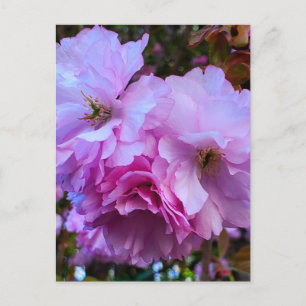 Pink Cherry Blossom Flowers Postcard