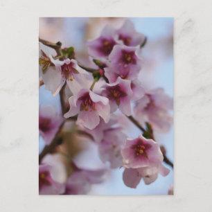 Pink Cherry Blossom Postcard